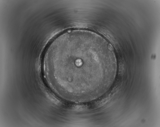 X0000099420584200805301409