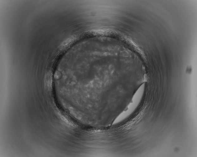 X0000099420637200805301408