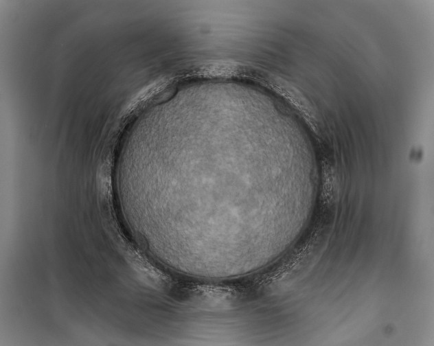 X0000099420681200805301408