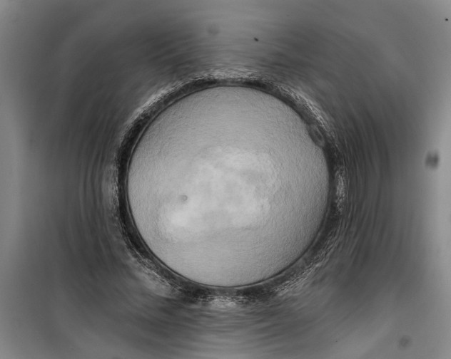 X0000099420684200805301408