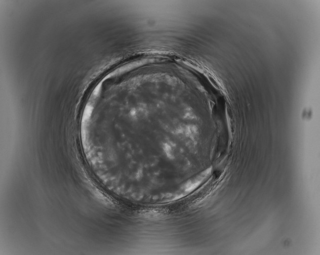 X0000099420721200805301406