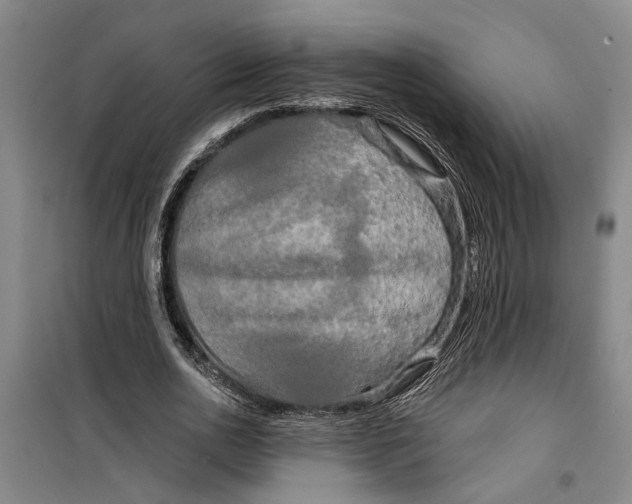 X0000099420726200805301407