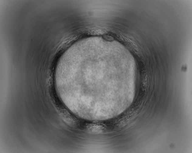 X0000099420743200805301407