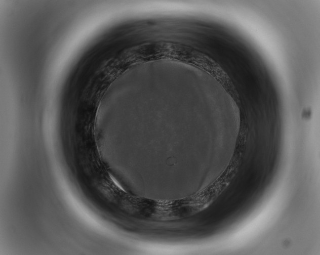 X0000099420766200805301407