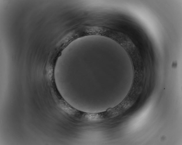 X0000099420767200805301407