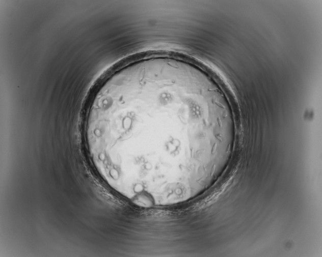 X0000099420783200805301406