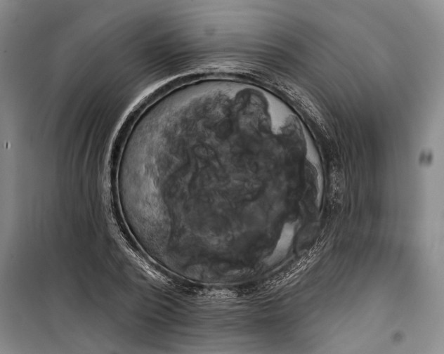 X0000099420784200805301406