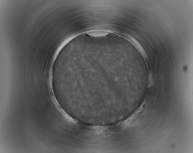 X0000099420812200805301406