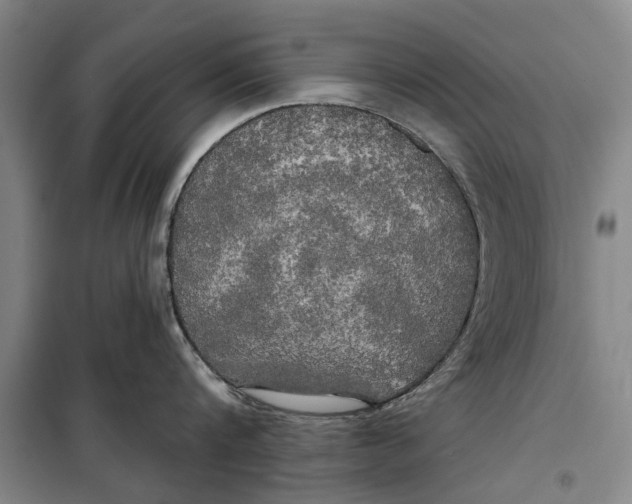 X0000099420816200805301406