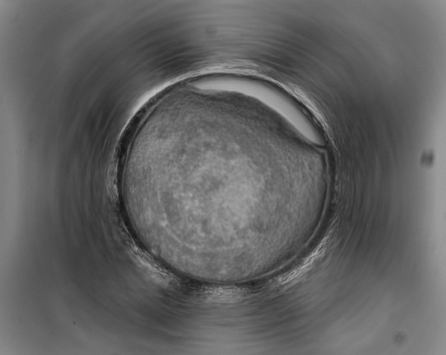 X0000099420830200805301405