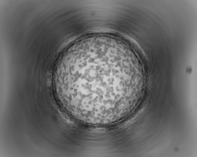 X0000099420833200805301405