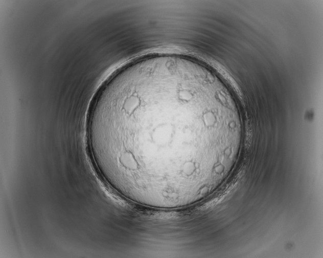 X0000099420845200805301406