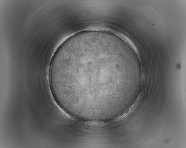 X0000099420855200805301406