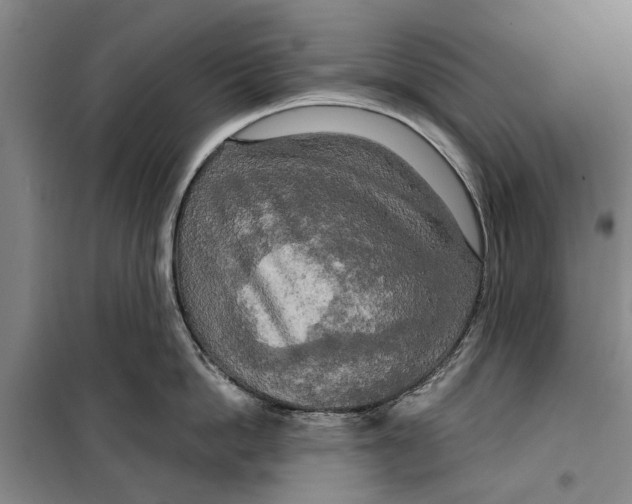 X0000099420862200805301406