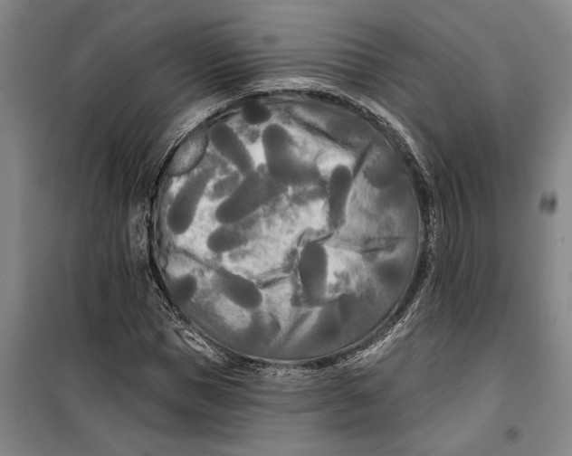 X0000099420921200805301404