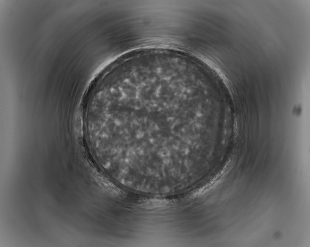 X0000099420925200805301404