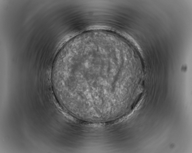 X0000099420937200805301404