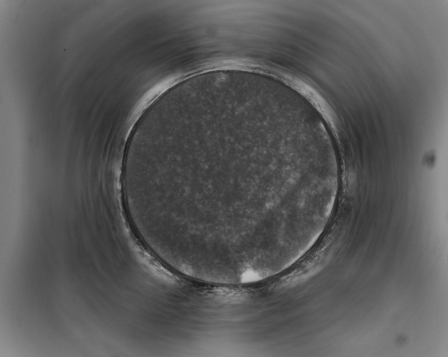 X0000099420954200805301404