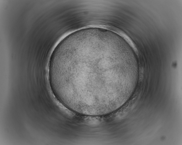 X0000099420955200805301404