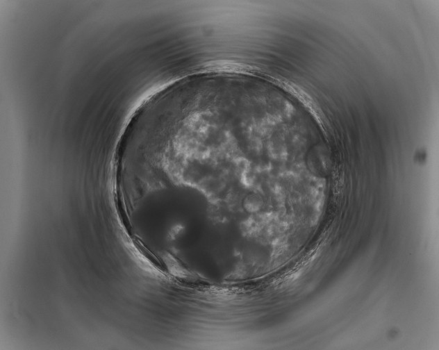 X0000099420987200805301403