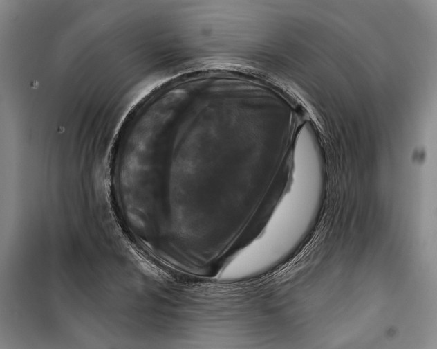 X0000099421024200805301402