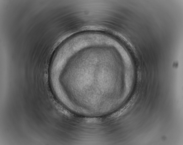 X0000099421025200805301402