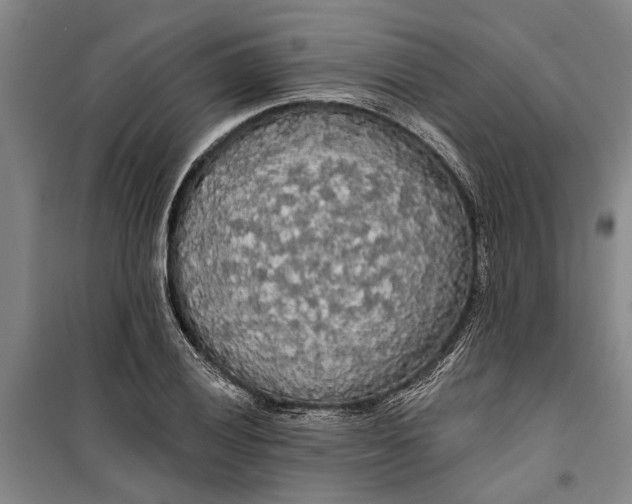 X0000099421028200805301402