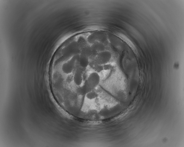 X0000099421055200805301403