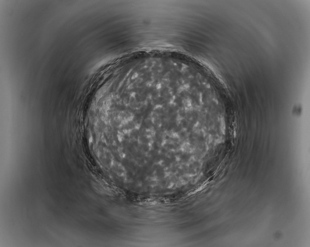 X0000099421063200805301402