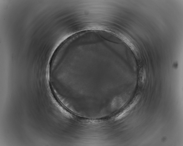 X0000099421084200805301402