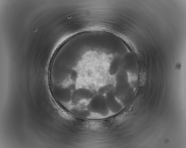 X0000099421086200805301402