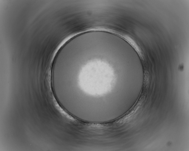 X0000099421100200805301402