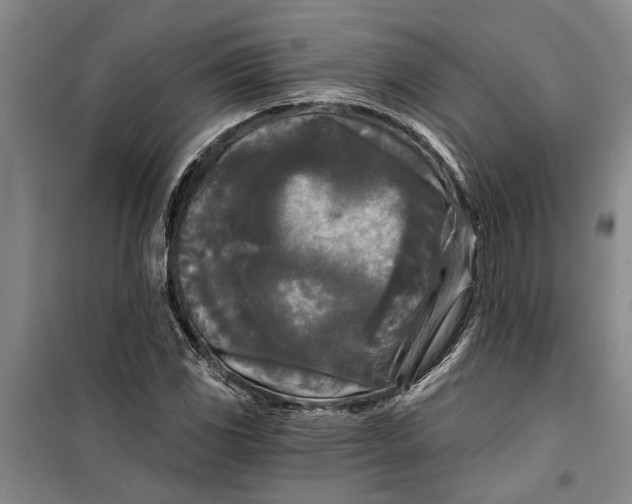 X0000099421117200805301401