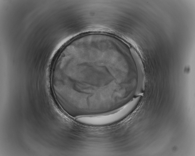 X0000099421120200805301401