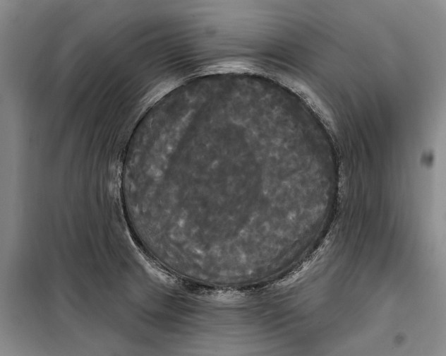 X0000099421233200805301400
