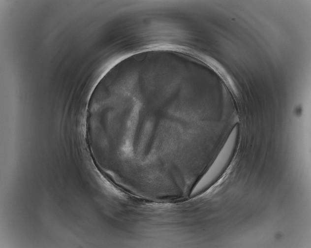 X0000099421244200805301400