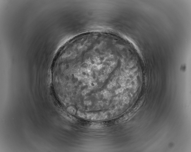 X0000099421267200805301359