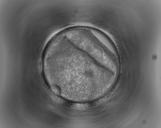 X0000099421271200805301359