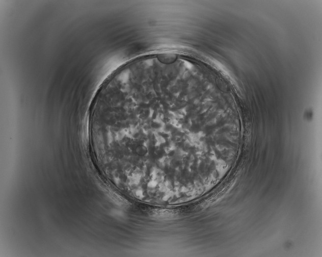 X0000099421275200805301359