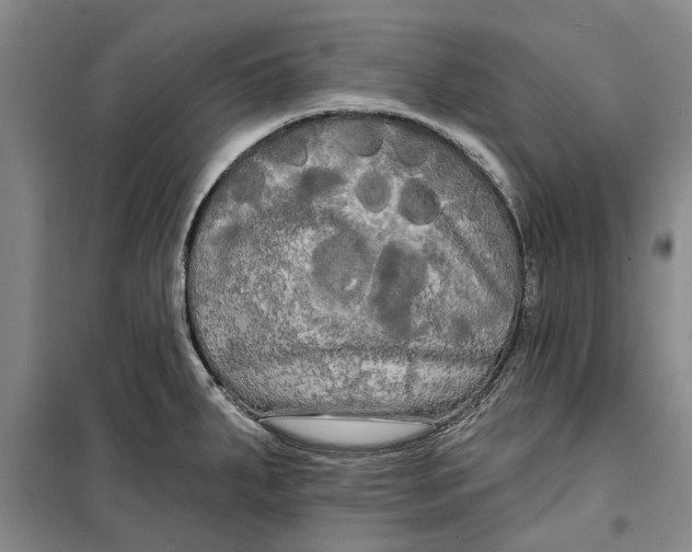 X0000099421287200805301359