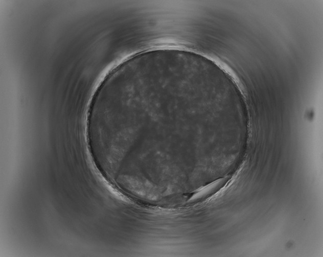 X0000099421333200805301359