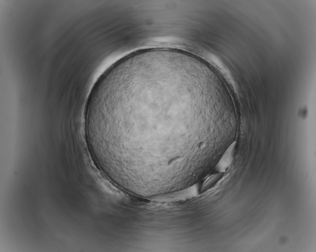 X0000099421336200805301359