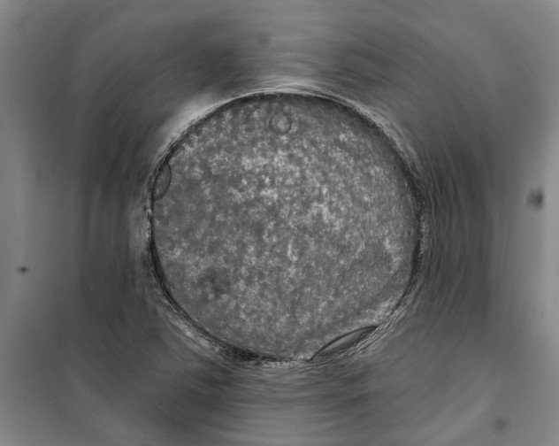 X0000099421363200805301358