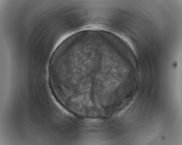 X0000099421382200805301358