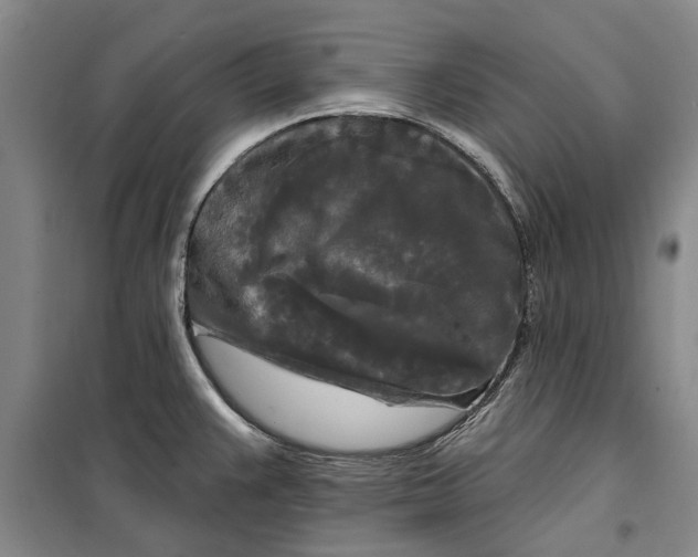 X0000099421383200805301358