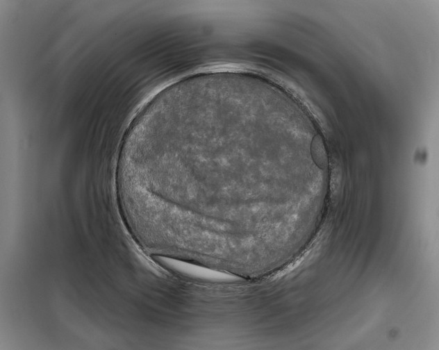 X0000099421417200805301357