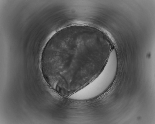 X0000099421427200805301357
