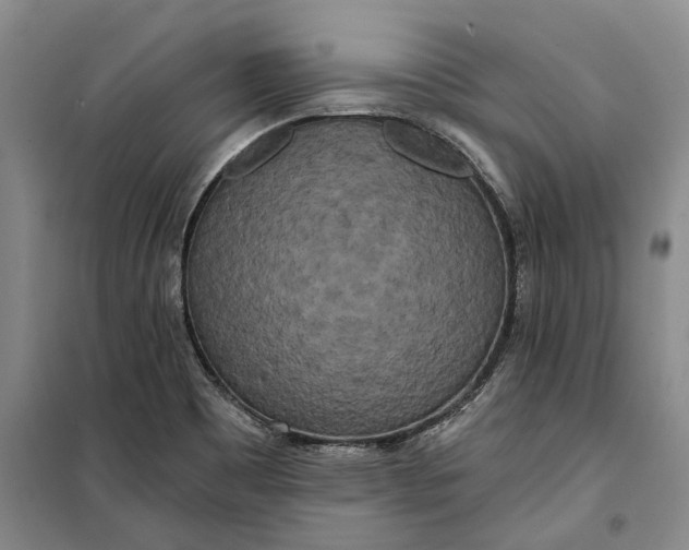 X0000099421465200805301357