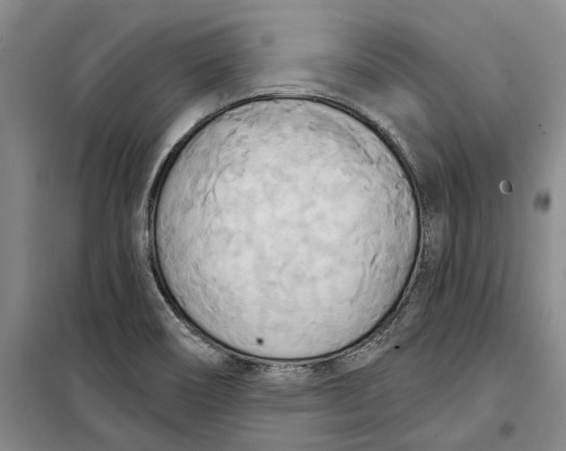 X0000099421466200805301357