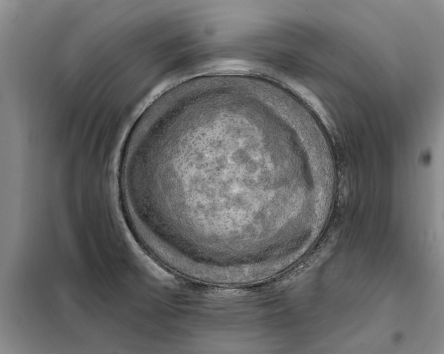 X0000099421475200805301357
